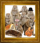 squirrels-square